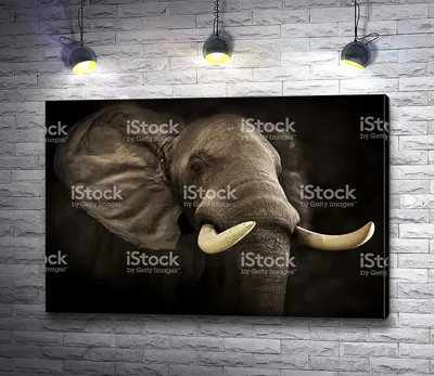 Умер слон с самыми длинными в Африке бивнями — 05.02.2020 — В мире на РЕН ТВ
