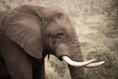 Как изменился средний размер бивней слонов за последние полтора столетия? —  Музей фактов