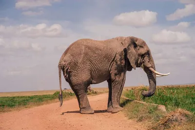 Слон с длинними бивнями стоковое изображение. изображение насчитывающей слон  - 45303301
