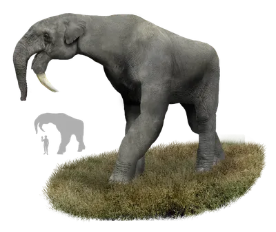 Слоновьи бивни: почему они такие разные | Заметки о животных | Дзен