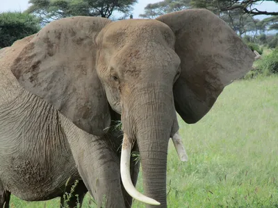 Бивни слона - 63 фото