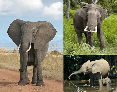 Фотообои Слон с бивнями на заказ любой размер, код:2697 | ЭкоПринт