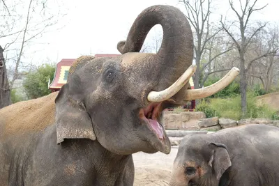 Слон с бивнями стоит в дикой природе. | Премиум Фото