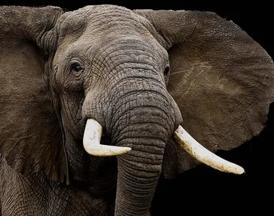 большой слон с большими бивнями, покажи мне фото слона, слон, показывать  фон картинки и Фото для бесплатной загрузки