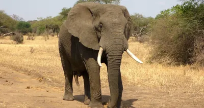 Умер слон с самыми большими бивнями