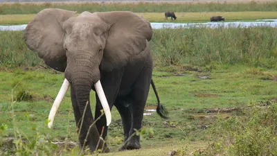 В Таиланде слон пронзил бивнями хозяина за работу в жару - Газета.Ru |  Новости
