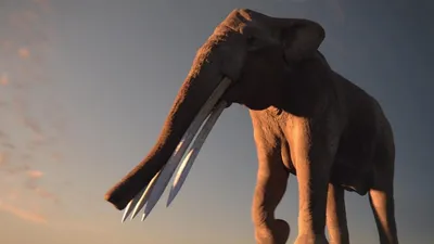 Стеготетрабелодон: Слон, у которого 4 бивня. 2 для бытовухи, 2 для убийства  | Книга животных | Дзен