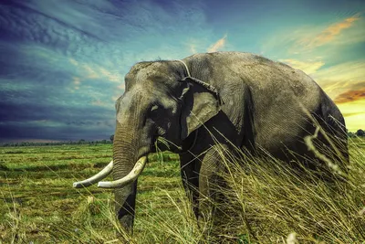 Индийский слон с большими бивнями Стоковое Фото - изображение насчитывающей  хобот, вид: 188309128