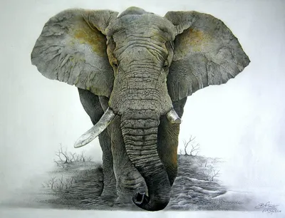Слон Бивни Ствол Слоновьи - Бесплатное фото на Pixabay - Pixabay