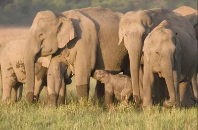 Африканский слон с отчасти отрезанными бивнями Стоковое Фото - изображение  насчитывающей бивни, головка: 67646250