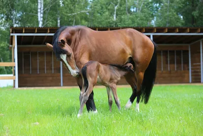 Lipizzan стоковое изображение. изображение насчитывающей лошади - 170479925