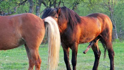 Как мы размножали коней, часть 2 | Пикабу