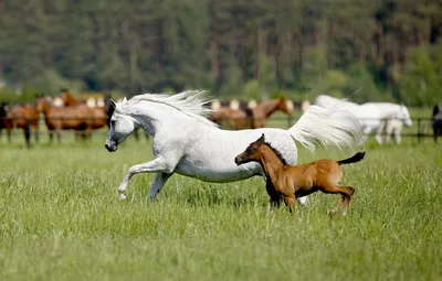 Размножение диких лошадей в пустыне Стоковое Фото - изображение  насчитывающей пустыня, жеребец: 124421698