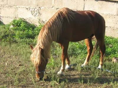 Разведение и селекция лошадей | EquiLife.ru - Первый Конный журнал online