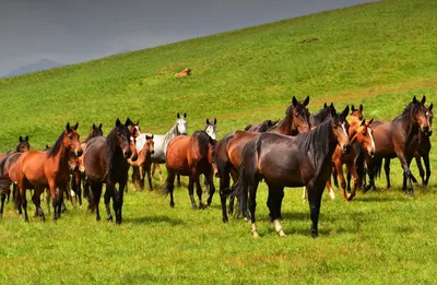 Размножение диких лошадей в Юте Стоковое Фото - изображение насчитывающей  весна, лошадиный: 159451194