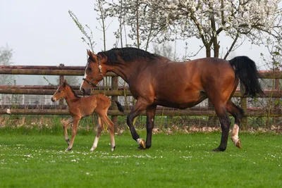 Спаривание лошадей. Зачатие и рождение жеребенка | EquiLife.ru - Первый  Конный журнал online