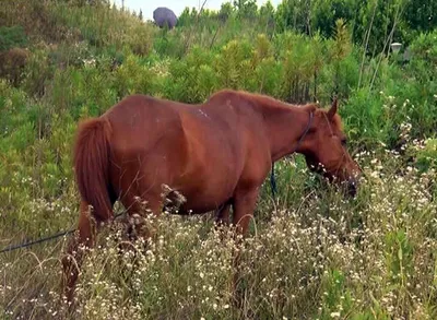 Липучая Лошадь Парное Спаривание стоковое фото ©slowmotiongli 350770894