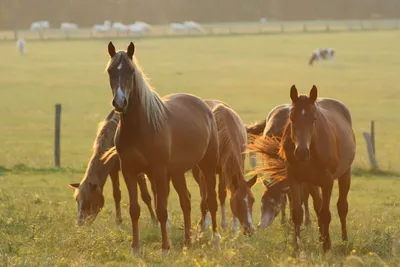 Как спариваются лошади в природе и в домашних условиях?