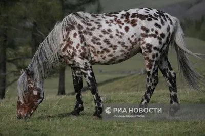 В Татарстане выделили 5 миллионов рублей на разведение лошадей татарской  породы - KP.RU