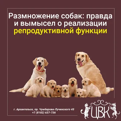 На какой день течки нужно вязать собаку: той терьера, йорка, чихуахуа,  хаски, немецкую овчарку