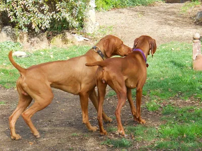 Во время спаривания собак. Брошенные собаки Стоковое Изображение -  изображение насчитывающей собаки, природа: 209017235