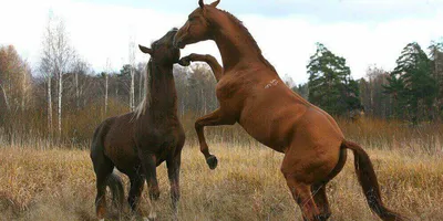 Болезни лошадей: обзор распространённых болезней, симптомы