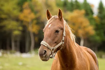 Об исследованиях проб на выявление случной болезни лошадей