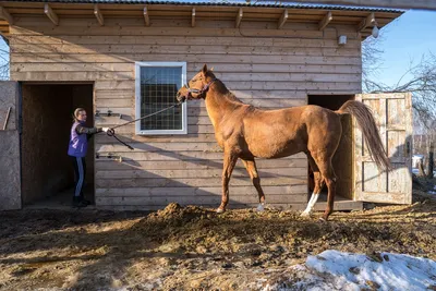 Эксперт рассказала о профилактике случной болезни лошадей в хозяйствах |  Ветеринария и жизнь