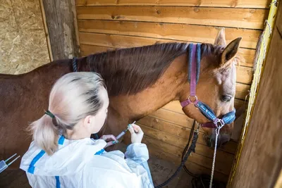 Скачать Методические указания по лабораторным исследованиям на случную болезнь  лошадей, ослов, мулов