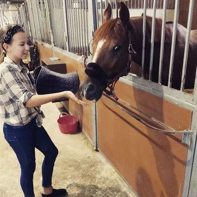 Ветеринары исследуют лошадей в Юстинском районе Калмыкии