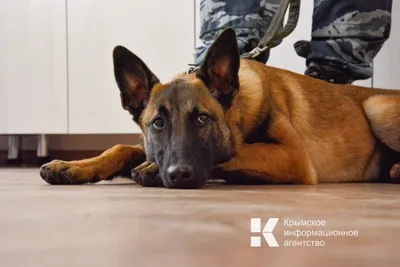 Служебные собаки из Уссурийска ценятся на всем Дальнем Востоке -  UssurMedia.ru