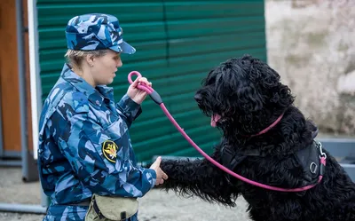 Найдут все: как работают служебные собаки в аэропорту Минска - 18.08.2022,  Sputnik Беларусь