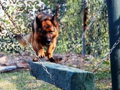 Кинолог рассказал, когда служебные собаки уходят на пенсию и чем кормить  собаку, чтобы она находила наркотики - Лента новостей Крыма