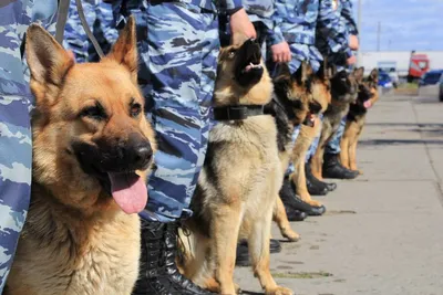 Служебные собаки помогли таможенникам Сибири выявить более 101 кг  наркотиков - IrkutskMedia.ru