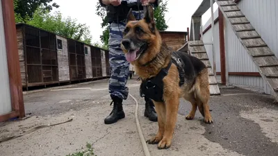 Служебные собаки: Полицейские-кинологи из США передали пограничникам  бронежилеты « Фото | Мобильная версия | Цензор.НЕТ