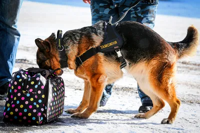 Служебные собаки полиции Балаково: унюхают что угодно | 27.06.2022 |  Балаково - БезФормата