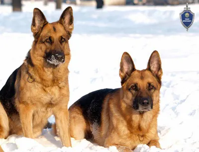 В Казахстане служебные собаки помогли изъять более 636 кг наркотиков |  Inbusiness.kz