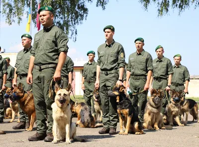 Тюменские служебные собаки даже на пенсии спасают людей | Вслух.ru