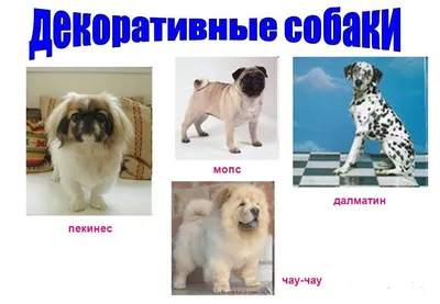 18 популярных пород служебных собак с описанием | Pet7