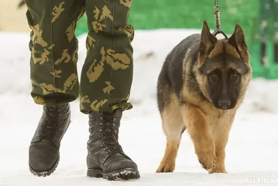 Служебные собаки будут вычислять зараженных коронавирусом россиян |  Телеканал Санкт-Петербург