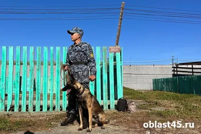 Служебные собаки украинских пограничников получили бронежилеты из США |  Українські Новини