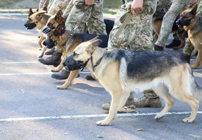 В службах транспортной безопасности появятся служебные собаки - Российская  газета