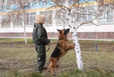 Средние породы собак служебные (84 фото) - картинки sobakovod.club