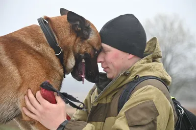 Пограничные служебные собаки впервые примут участие в военном параде  (фоторепортаж) | Для участия в параде отобраны 33 кинолога со служебными  собаками