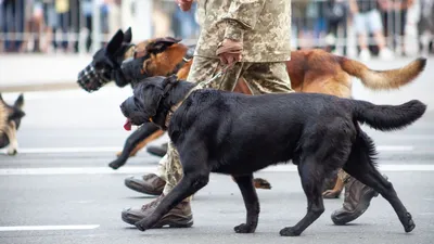 RT на русском on X: \"Фото дня: Служебные собаки на спортивном празднике  московской полиции. Больше фото в нашем Instagram https://t.co/Kv6tmjAxrf  https://t.co/A1wbhdmcKJ\" / X