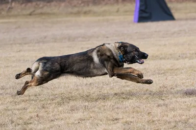 Четвероногие сыщики: как служебные собаки выполняют боевые задачи ― видео