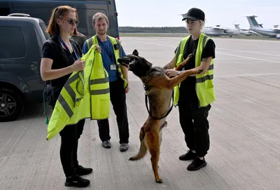 Участвуют служебные собаки милиции и их кинологи - PICRYL Изображение в  общественном достоянии