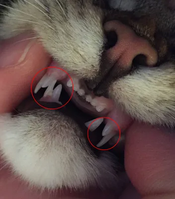 Смена зубов у котят фото 