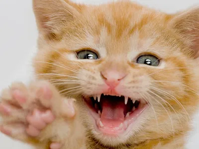 Когда у котят меняются зубы
