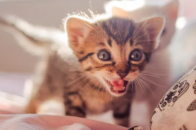 Как у котят меняются зубы/Лео потерял первый молочный зуб - YouTube
